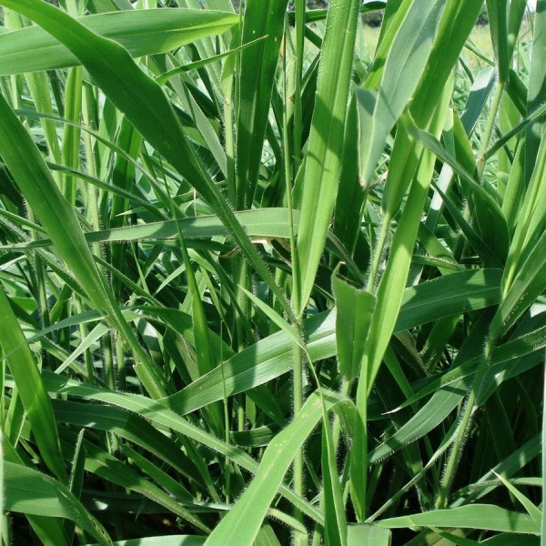 BRACHIARIA-BRIZANTHA-CV-MARANDU-3