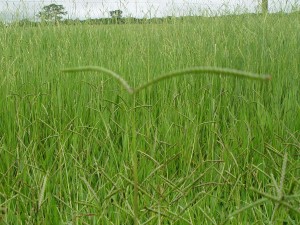 BRACHIARIA-HUMIDICOLA-CV-LLANERO-1