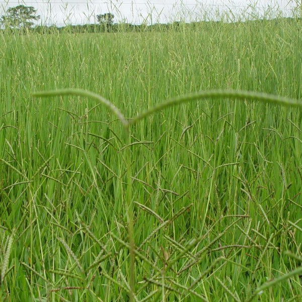 BRACHIARIA-HUMIDICOLA-CV-LLANERO-1