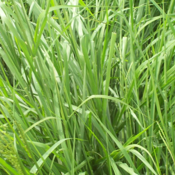 PANICUM-MAXIMUM-CV-MOMBAÇA-1