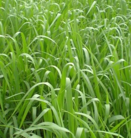 PANICUM MAXIMUM - cv TANZANIA_2