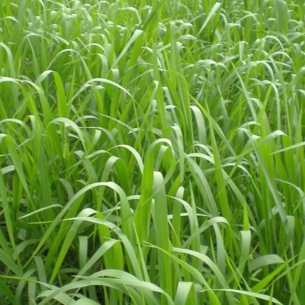 PANICUM MAXIMUM – cv TANZANIA_2