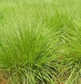 Panicum-Maximum-Massai