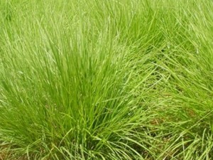 Panicum-Maximum-Massai